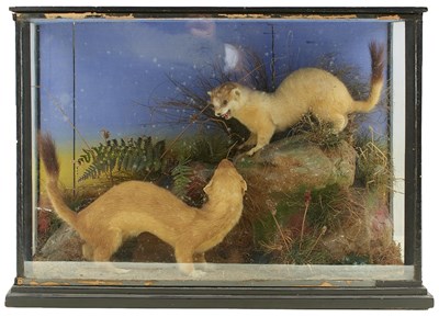 Lot 528 - TAXIDERMY: TWO STOATS (MUSTELA ERMINEA)